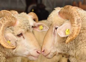 Kurban Bayramı’nda Bağış Yapayım Derken Siz Kurban Olmayın