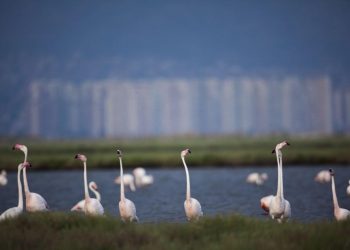 Flamingolar (Allı Turna) ve İzmir İçin Nihai Karar: İzmir Körfez Geçişi İptal Edildi