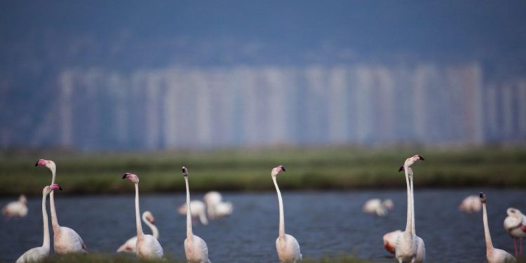 Flamingolar (Allı Turna) ve İzmir İçin Nihai Karar: İzmir Körfez Geçişi İptal Edildi