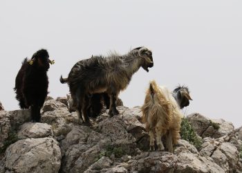 Doğanın Muhafızları Göçebe Hayvancılar