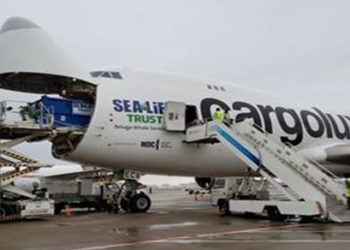 Beluga Balinaları İzlanda’ya Sağ Salim Taşındılar