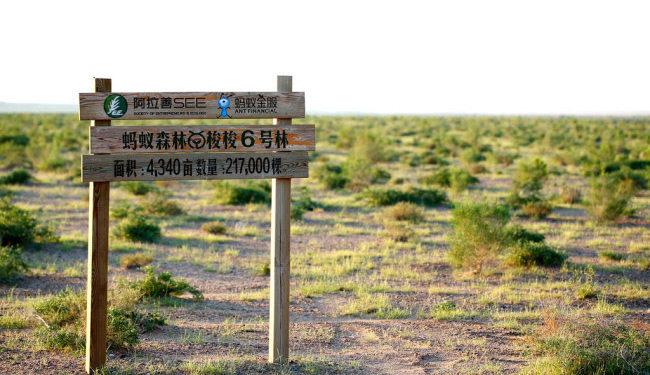 Alibaba’nın Çevre Girişimi “Ant Forest” Birleşmiş Milletler’den Onur Ödülü Aldı