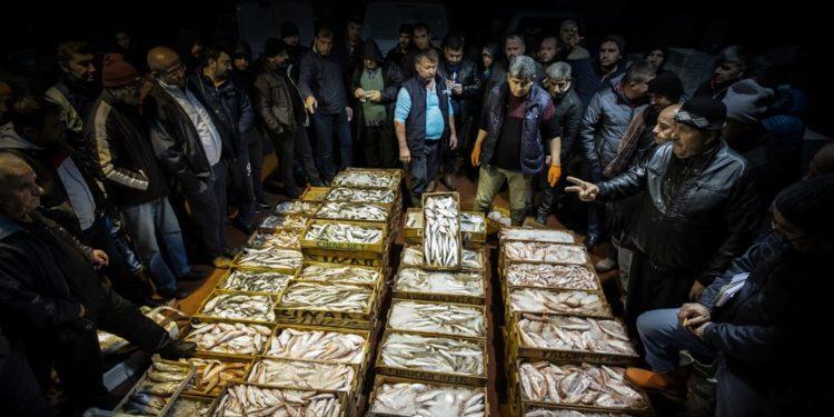 Balık Fotoğrafı Yarışmasında Kazananlar Belli Oldu