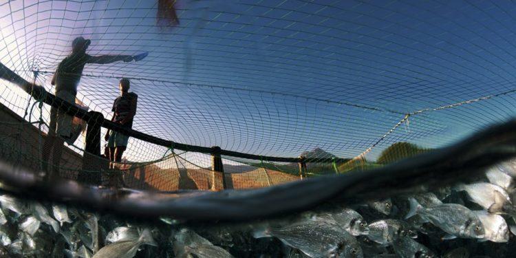 Balık Fotoğrafı Yarışmasında Kazananlar Belli Oldu