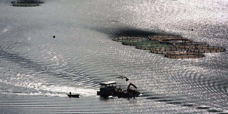 Balık Fotoğrafı Yarışmasında Kazananlar Belli Oldu