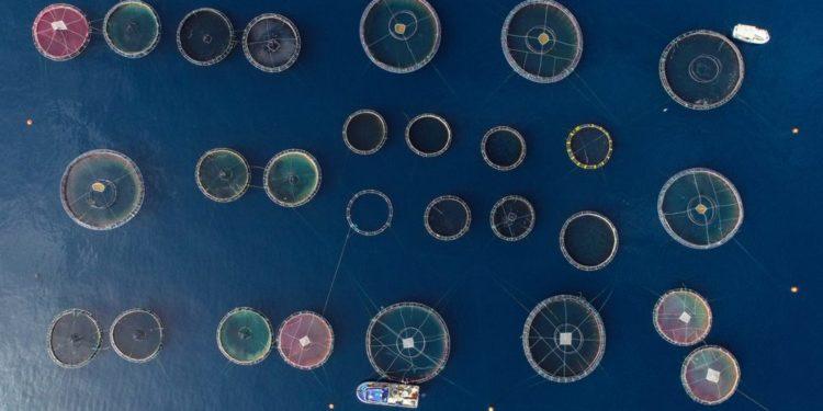 Balık Fotoğrafı Yarışmasında Kazananlar Belli Oldu