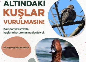 Dünya Biyolojik Çeşitlilik Günü’nde Doğa Severlerden Çağrı