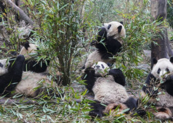 Çin’de Pandalara Yapılan Covid-19 Testlerinin Tamamı Negatif Çıktı