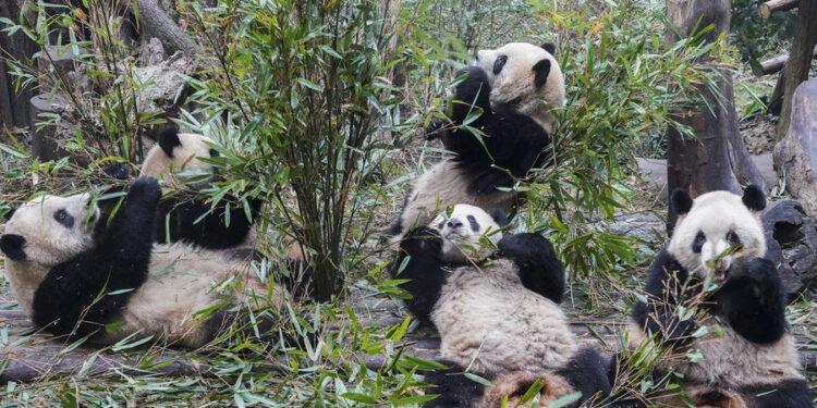 Çin’de Pandalara Yapılan Covid-19 Testlerinin Tamamı Negatif Çıktı
