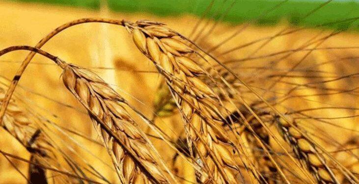 Cumhuriyetin 100’üncü Yılına 2.000 Yıllık Ahmet Buğday’ı Tohumu
