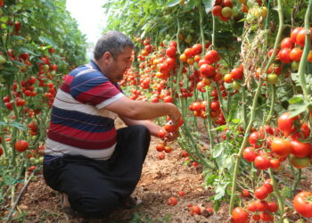 Erdemli’de 500 Üretici 500 e-Ticaret Sitesi ile Satışa Başlıyor