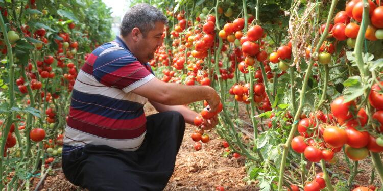 Erdemli’de 500 Üretici 500 e-Ticaret Sitesi ile Satışa Başlıyor