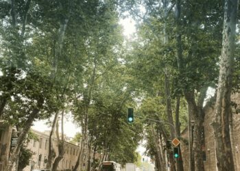 Çırağan ve Dolmabahçe Caddelerindeki Sağlıksız Ağaçlar Yenileniyor