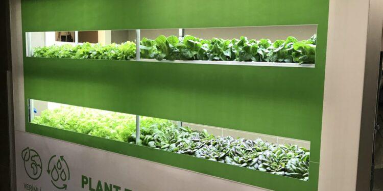 MSA ve Plant Factory Dikey Tarımda Bir İlke İmza Atıyor