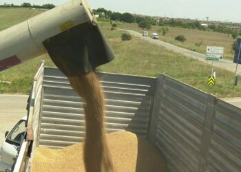 İBB’nin Boş Duran Arazilere Ektiği Buğdayın İlk Hasadı Yapıldı