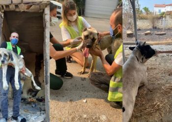 Afet Mağduru Hayvanlar İçin “Haçiko Yaşam Çiftliği” Kuruluyor
