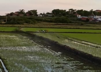 Drone İle Yapılan Çeltik Bitki Koruma Uygulamalarında İlaç Miktarı Yüzde 45 Azalıyor