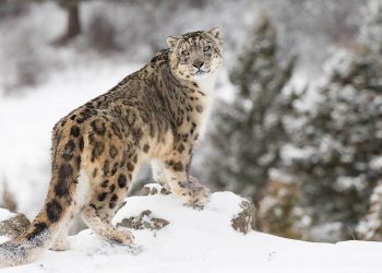 Çin, Kar Leoparlarını Yapay Zeka Teknolojisiyle İzlemeye Başladı
