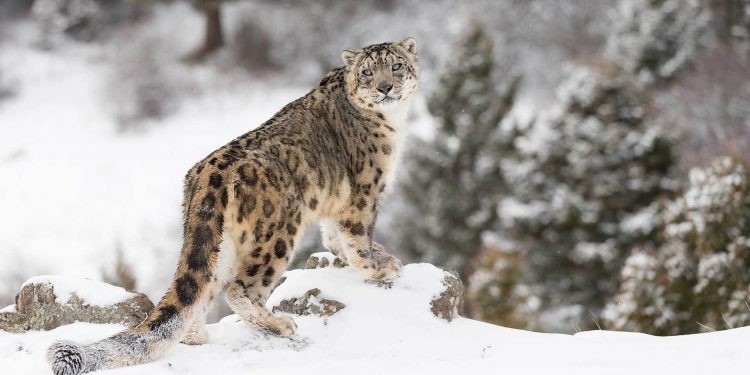 Çin, Kar Leoparlarını Yapay Zeka Teknolojisiyle İzlemeye Başladı