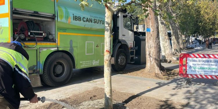 İBB, Çınar Neslini Yaşatacak