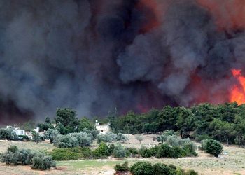 Dünya Orman Günü’nde 50 Kurumdan Ortak Açıklama: Ormanları Koruyacak Yeni Bir Orman Kanunu Gerekli