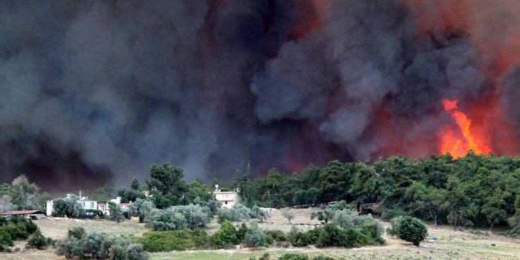 Dünya Orman Günü’nde 50 Kurumdan Ortak Açıklama: Ormanları Koruyacak Yeni Bir Orman Kanunu Gerekli