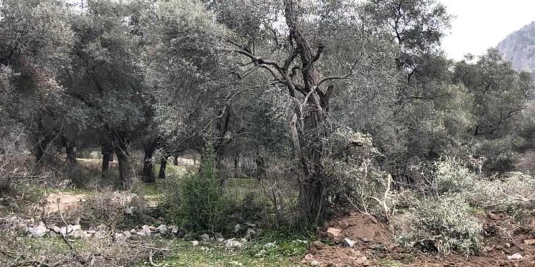 500.000 Kişi Ölmez Ağaç İçin Tek Ses Oldu: “Zeytinime Dokunma!”