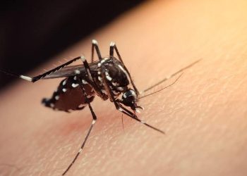 Uzmanlar Uyardı: İstanbul’u Saran Aedes Sineklerinde Sarıhumma Kâbusu