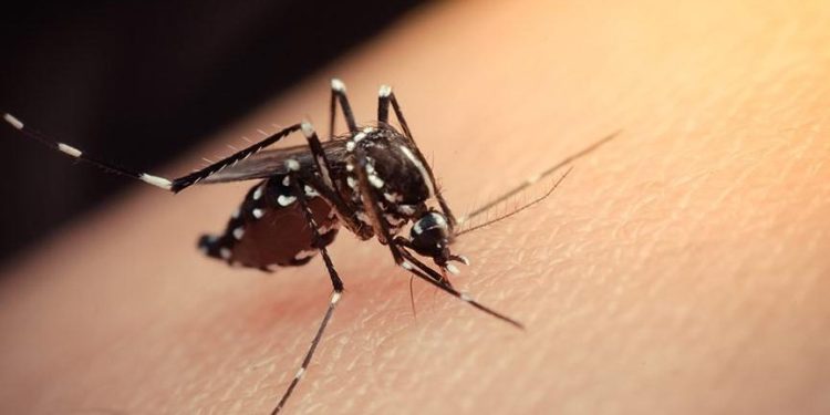 Uzmanlar Uyardı: İstanbul’u Saran Aedes Sineklerinde Sarıhumma Kâbusu