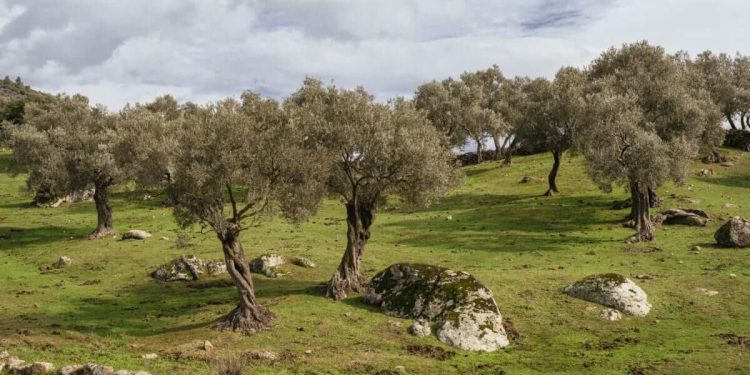 Zeytinlikleri Madenciliğe Açan Yönetmelik Değişikliği İptal Edilmeli