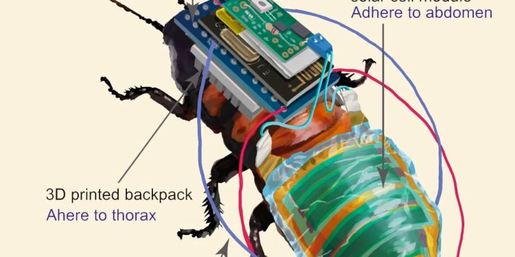 Depremde Enkaz Altındaki İnsanları Cyborg Hamam Böcekleri Bulacak