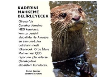 Yaz Kızım: Balıkların ve Su Samurlarının Neslinin Tükenmesine…