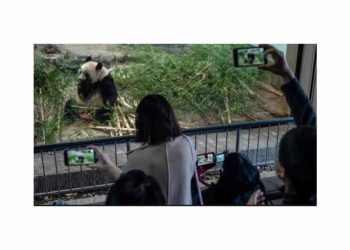 Japonya, Çin’e Geri Gönderilecek Dört Pandaya Veda Ediyor