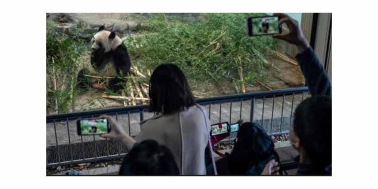 Japonya, Çin’e Geri Gönderilecek Dört Pandaya Veda Ediyor