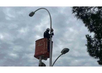 Sokak Lambaları Kuşların Yeni Yuvası Oldu