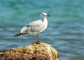 Nesli Tehlikedeki Ada Martıları için Türkiye’nin Önemi Artıyor