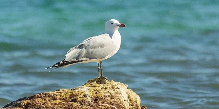 Nesli Tehlikedeki Ada Martıları için Türkiye’nin Önemi Artıyor