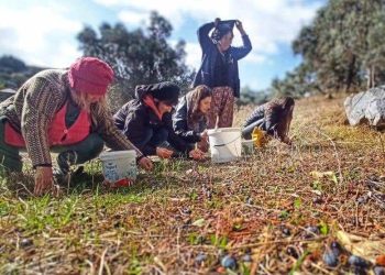 Dünya Zeytin Ağacı Günü’nde Akbelen’de Zeytincilik Kanunu Çiğneniyor