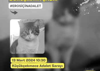 Kediyi Öldüren İbrahim Keloğlan’ın Tutuklanması için 310 Bin İmza Toplandı