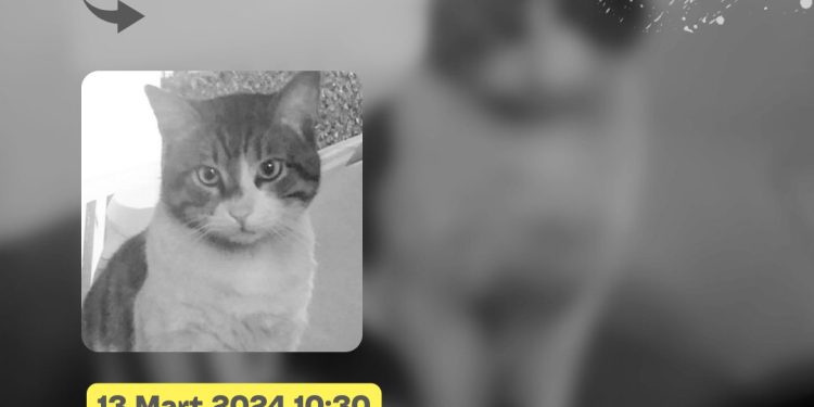 Kediyi Öldüren İbrahim Keloğlan’ın Tutuklanması için 310 Bin İmza Toplandı