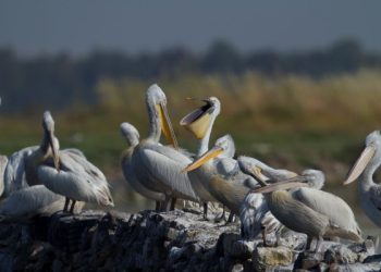 İzmir Gediz Deltası’nda Tepeli Pelikanlar için Yuva Platformu Kuruluyor