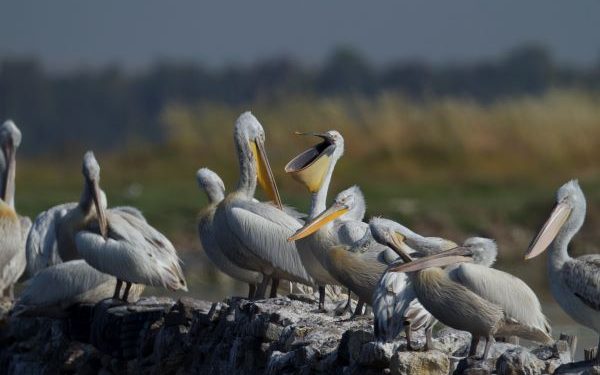 İzmir Gediz Deltası’nda Tepeli Pelikanlar için Yuva Platformu Kuruluyor