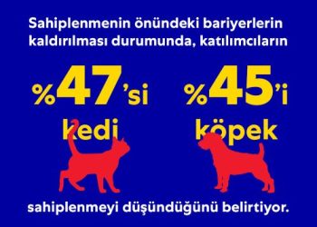 Sahiplenmeyle Evsiz Hayvan Sorununa Çözüm