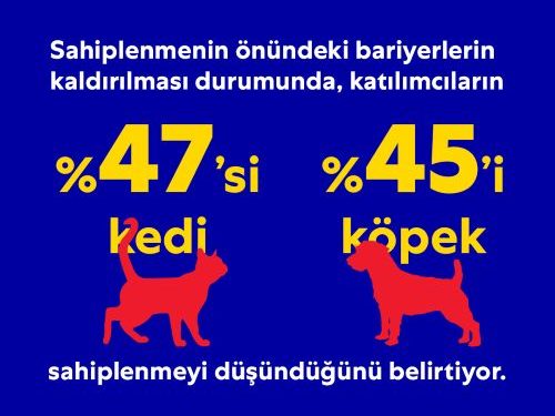 Sahiplenmeyle Evsiz Hayvan Sorununa Çözüm