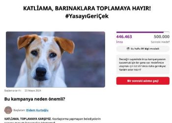 Sokak Hayvanları Yasası ve Şiddet Cezaları İçin Büyük Tepki