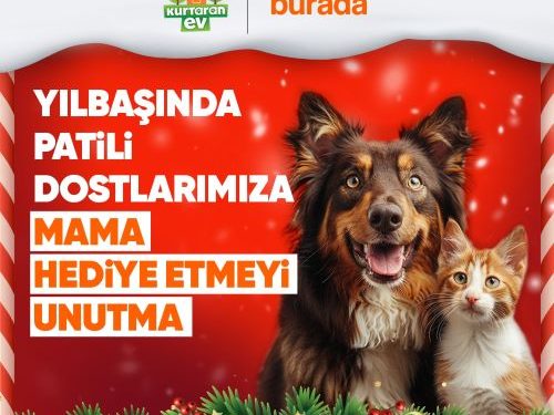 Yılbaşında Sokak Hayvanlarına Mama Hediye Etmek İsteyenler, Patili Dostlara Destek Sayfasında Buluşuyor