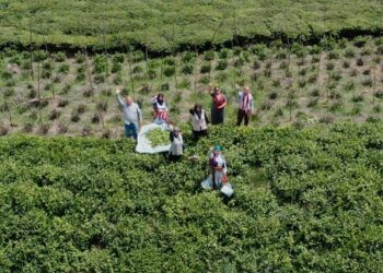 İspanyol ve Türk Islık Dili Miras Taşıyıcıları Giresun’da Buluştu