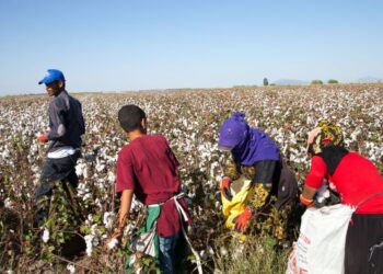 Türkiye’de Mevsimlik Tarımın Yükü Çocukların Omzunda