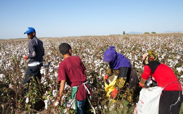 Türkiye’de Mevsimlik Tarımın Yükü Çocukların Omzunda