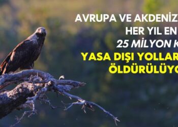 “The Killing 3.0” Raporu’na Göre Kuşların Yasa Dışı Öldürülmesi Artıyor